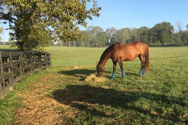 Horse eating hay in a paddock