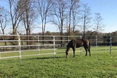 Horse grazing in a paddock