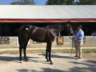 Yearling at the sale